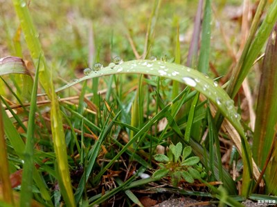 【最美瞬間】+雨后的小草