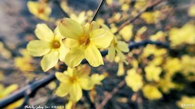 GalaxyS10+  迎春花開（一）