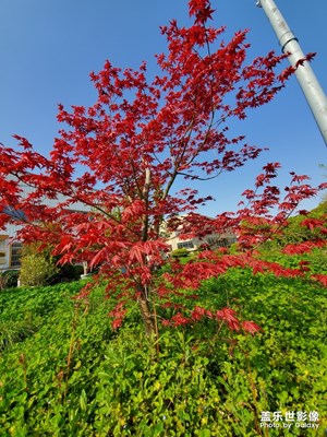 小十也不錯(cuò)