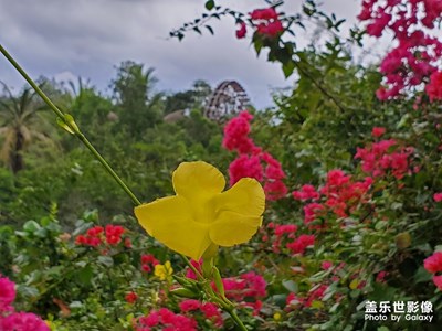 美麗的鮮花