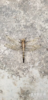 選擇性對焦