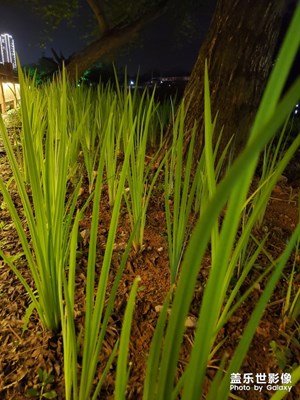 【最美瞬間】夜間踏青