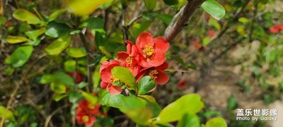 春暖花開，山河無恙！S20U隨拍