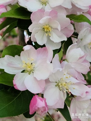 海棠花