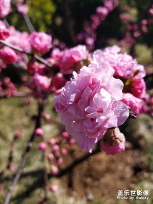【最美瞬間】+玉蘭花