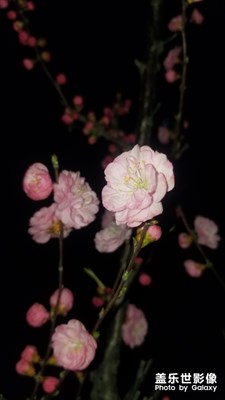 夜拍