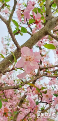 花草昆蟲