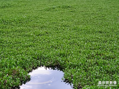 悠嵐湖