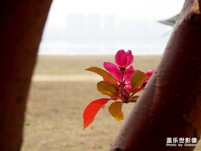 【最美瞬間】盛開的西府海棠