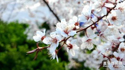 清明踏春