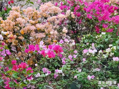 三角梅