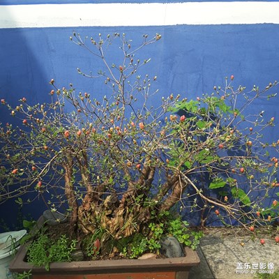 我的花兒這么遲開呢？