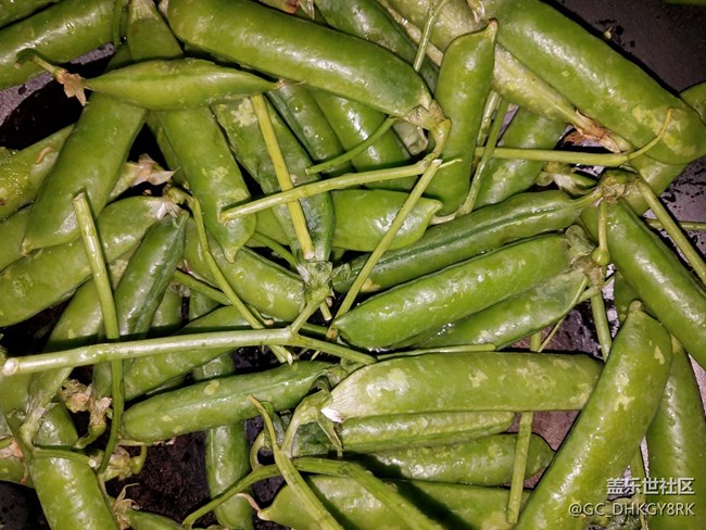 【我家的綠色美食】+鹽水豌豆莢