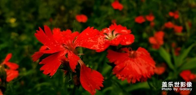 【最美瞬間】+花與詩(shī)的故事--偶得開春墨，誤點(diǎn)群芳譜。