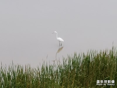 白鷺