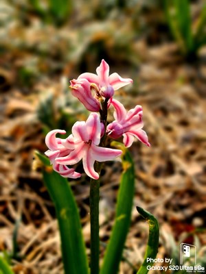 【光影色彩】+嬌艷