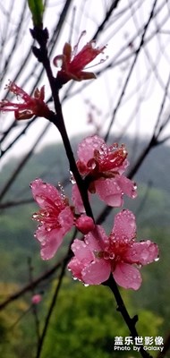 雨打桃花深閉門。