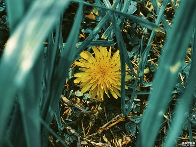 【光影色彩】+叢中花