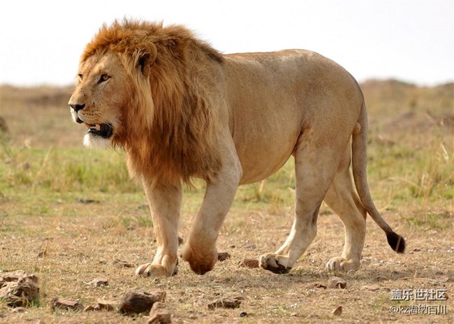 已開(kāi)獎(jiǎng)【寵物活動(dòng)第二十一期】您覺(jué)得動(dòng)物界的扛把子是？