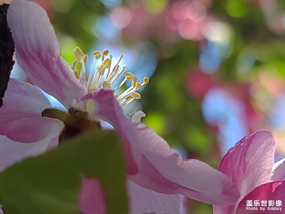 【光影色彩】+光影海棠花