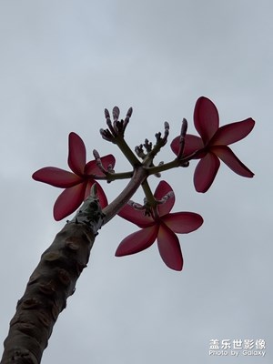 雞蛋花