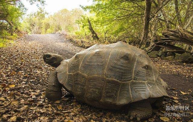 地球上最耐餓的動物？
