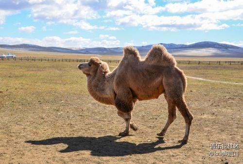 地球上最耐餓的動物？