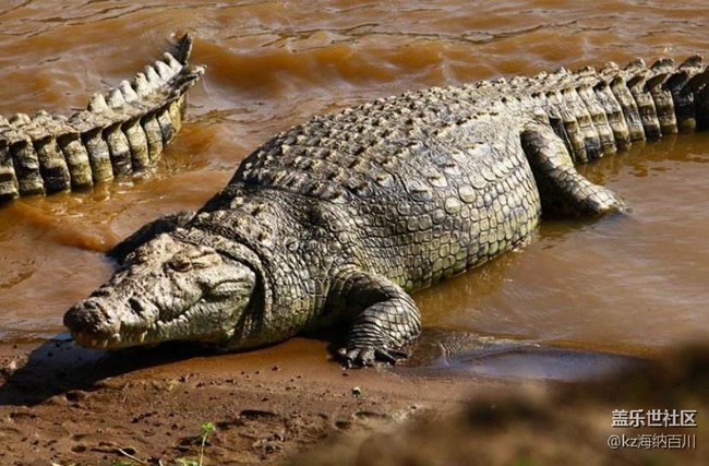 地球上最耐餓的動物？