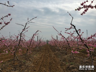 【光影色彩】+醉美桃花園