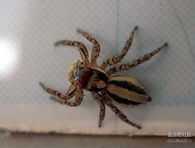 地球上最耐餓的動物？