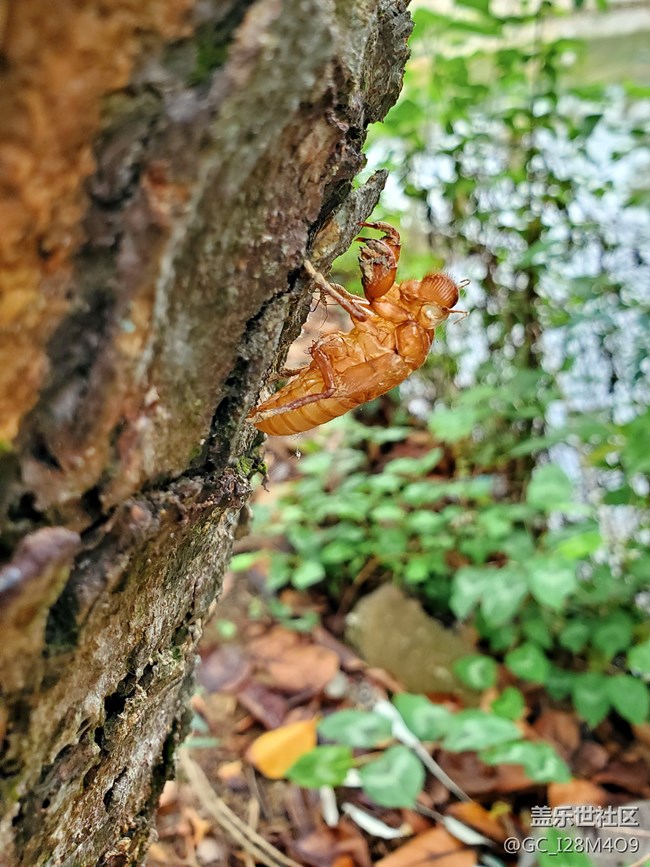 我等到花兒也謝了
