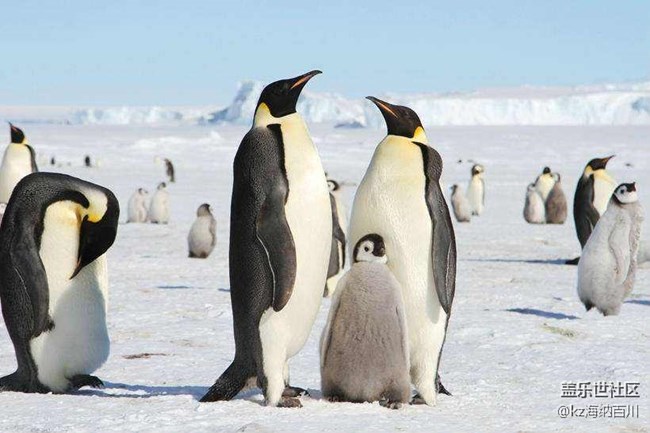 地球上最耐餓的動物？