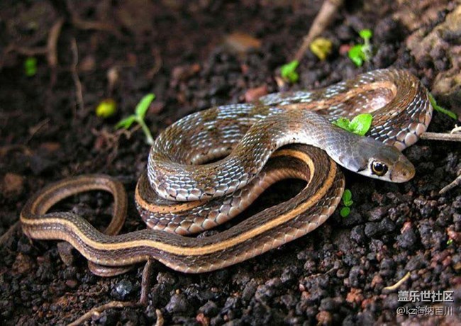 地球上最耐餓的動物？