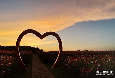 [光影色彩]——花海夕照