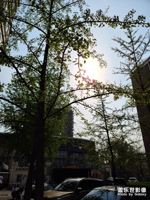 銀杏樹