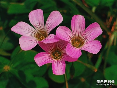 春天花花世界