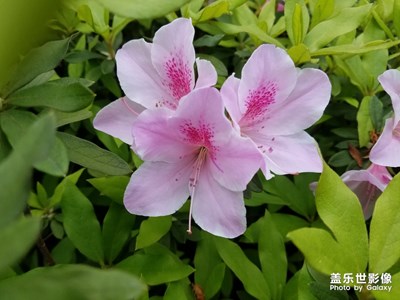【光影色彩】+杜鵑花開