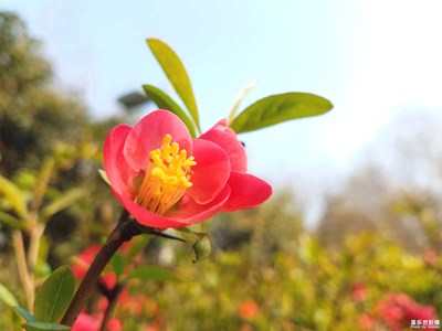 【光影色彩】+花之美