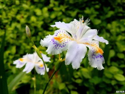 【光影色彩】+花與葉