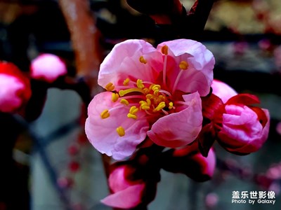 紅杏