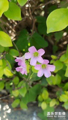 春天花兒開