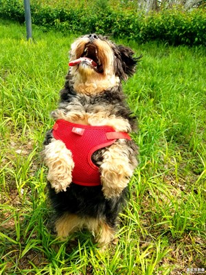 我可愛的小七月