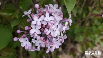 落紅不是無(wú)情物化作春泥更護(hù)花