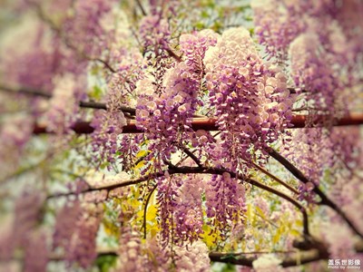 【光影色彩】+紫藤花開