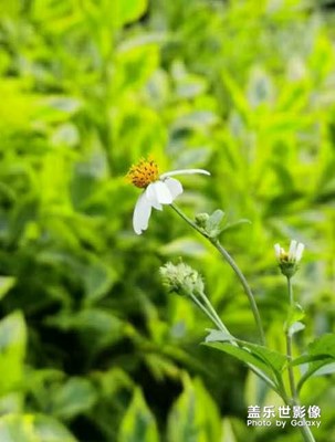 花蟲
