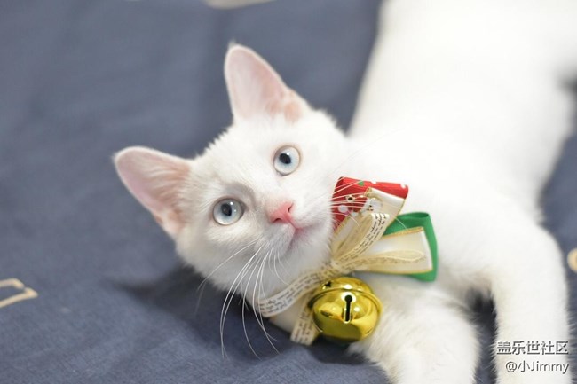 已開獎(jiǎng)【寵物活動(dòng)第二十二期】戲精or影帝?