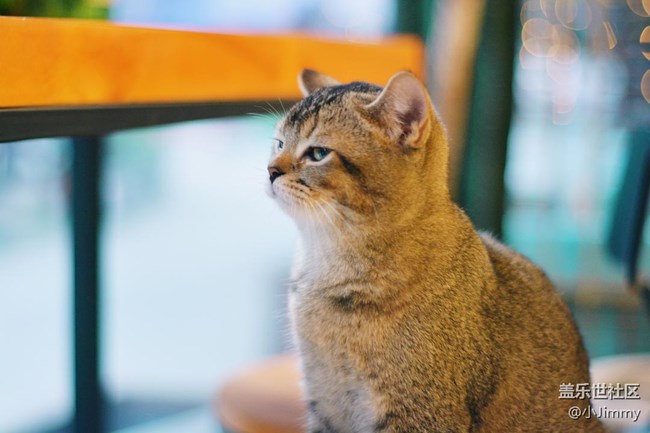 已開獎(jiǎng)【寵物活動(dòng)第二十二期】戲精or影帝?