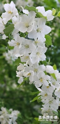 盛開(kāi)的季節(jié)