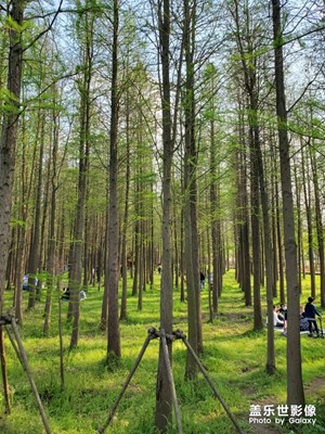 公園野游