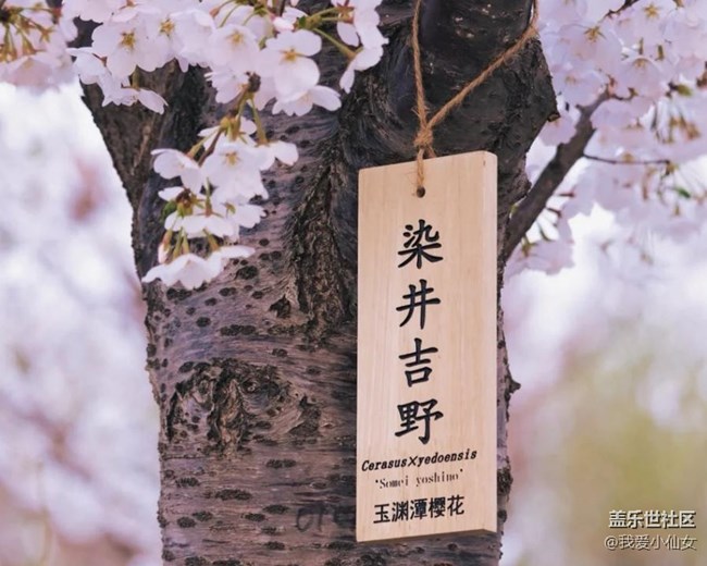 又到了櫻花季，戴上三星Galaxy buds+賞櫻花，靜謐又美好！